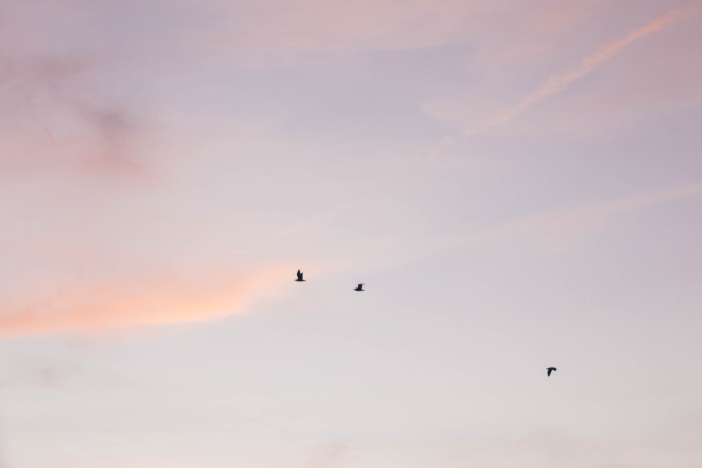 Shaina Nyman: حایس SAYAH | THE TRAVELER